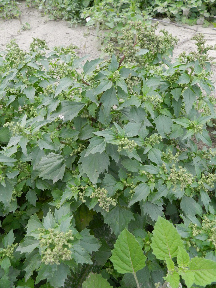 Chenopodiastrum murale